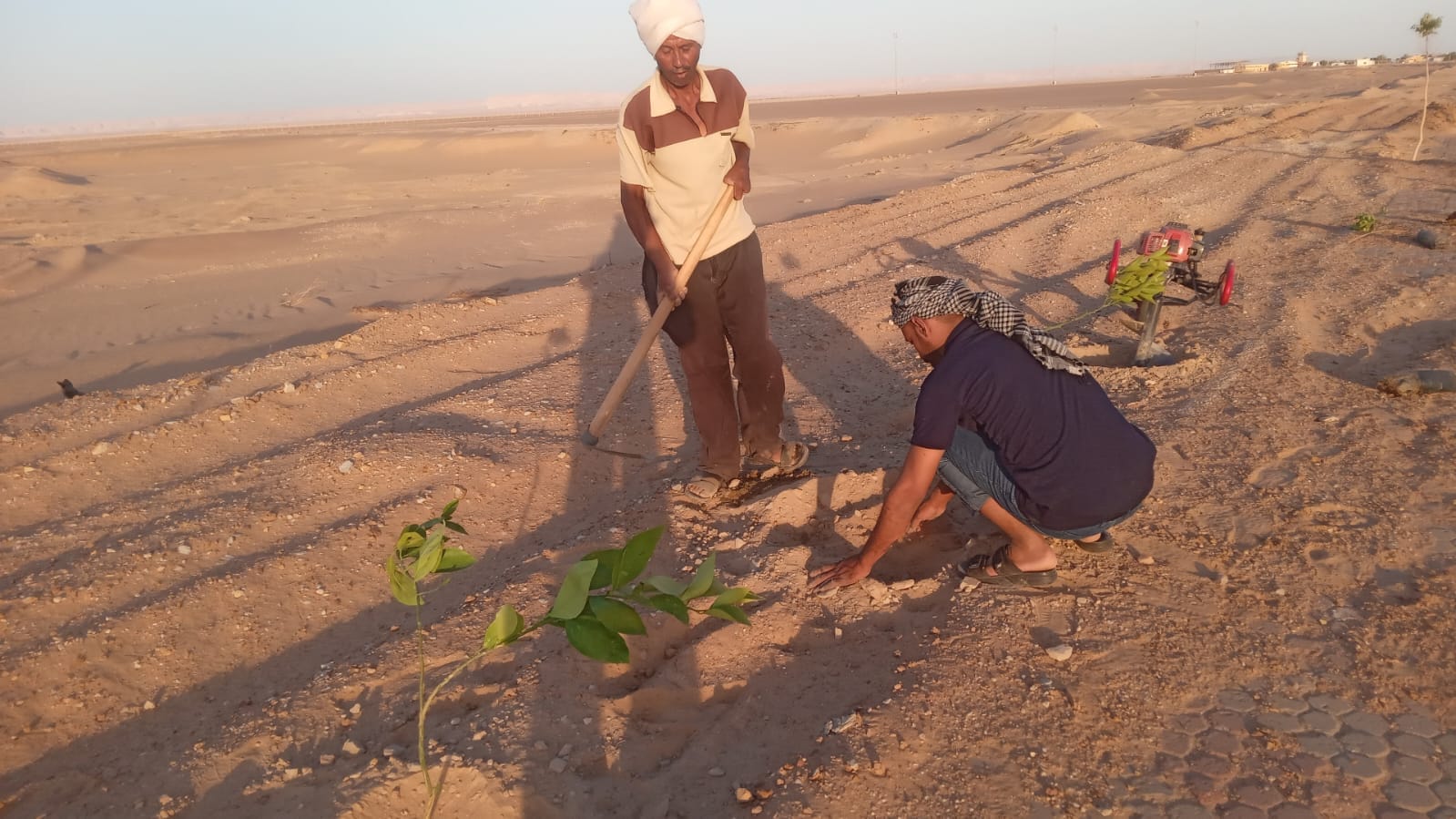 زراعة أشجار مثمرة بمنطقة مطار الخارجة بالوادي الجديد