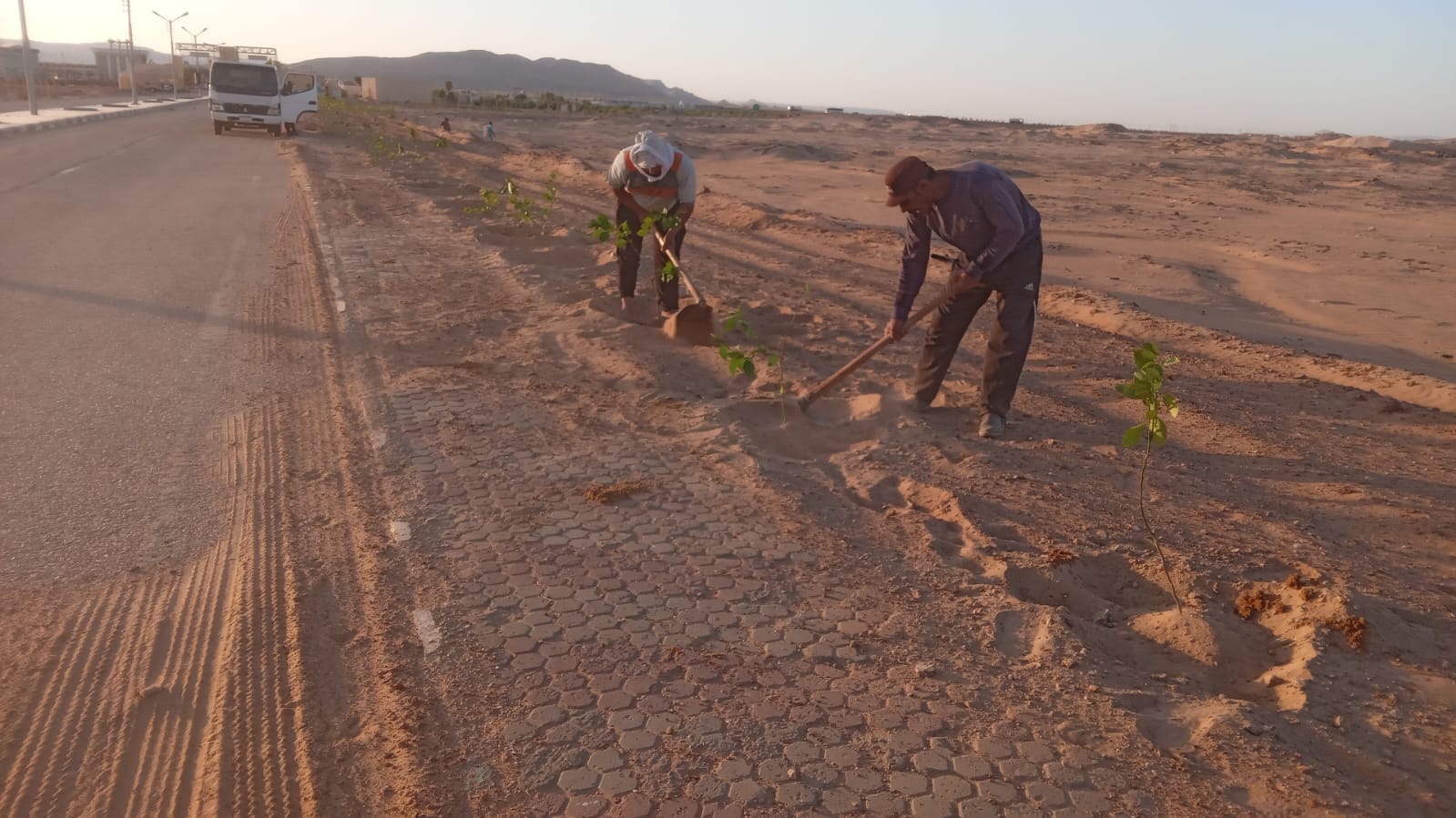 زراعة أشجار مثمرة بمنطقة مطار الخارجة بالوادي الجديد