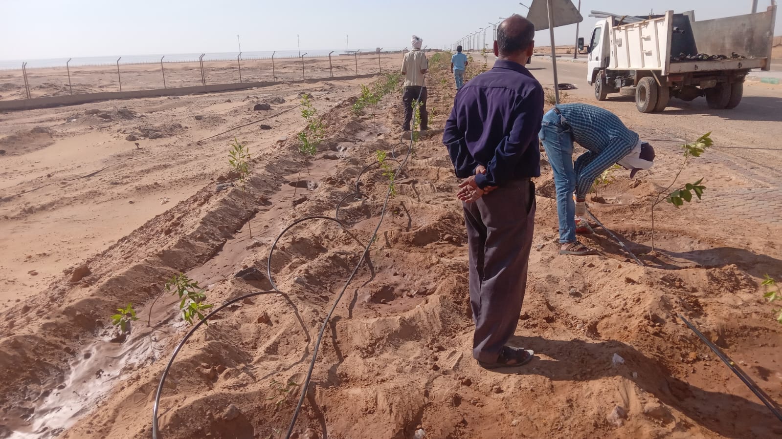 زراعة أشجار مثمرة بمنطقة مطار الخارجة بالوادي الجديد