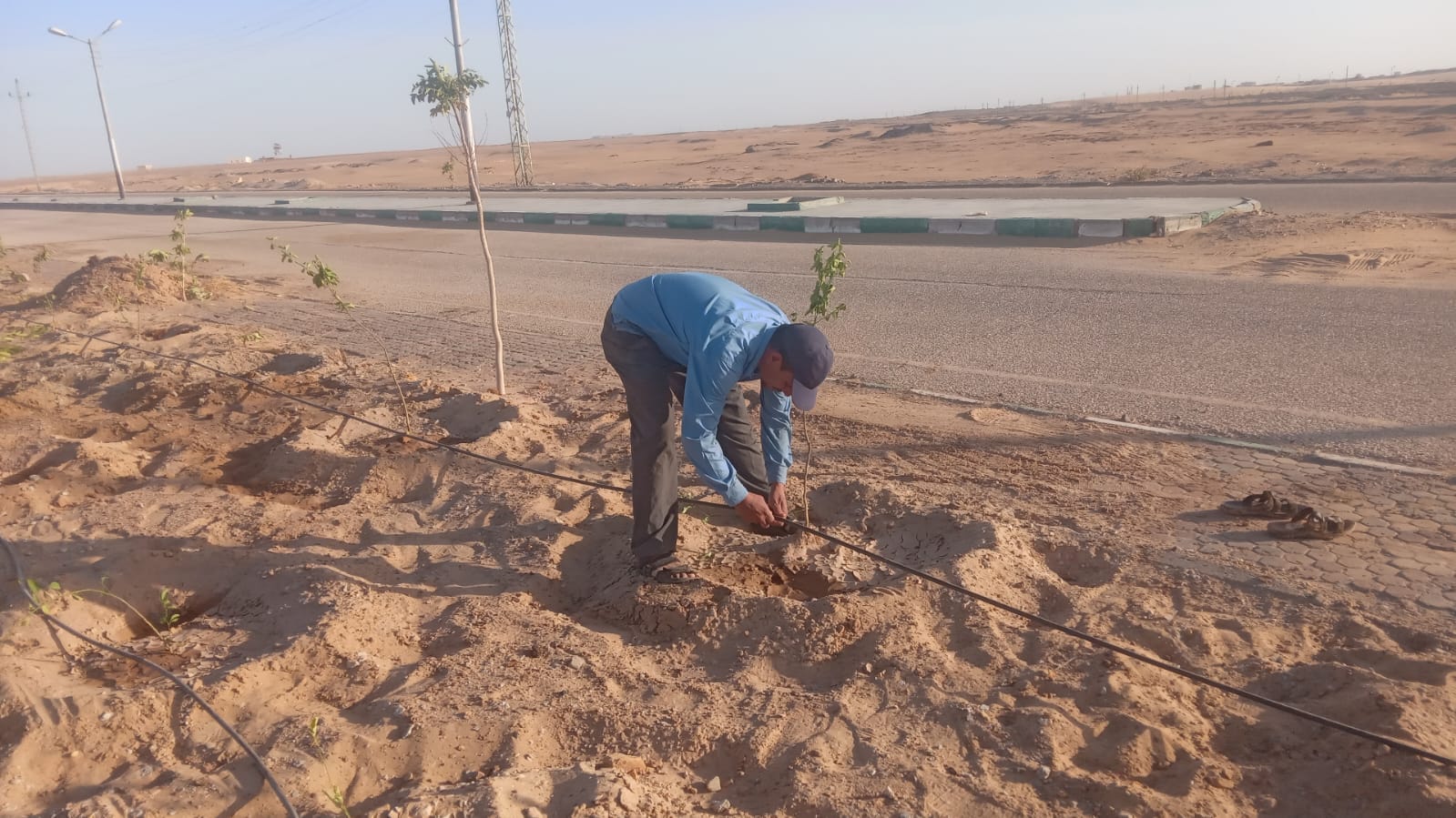 زراعة أشجار مثمرة بمنطقة مطار الخارجة بالوادي الجديد