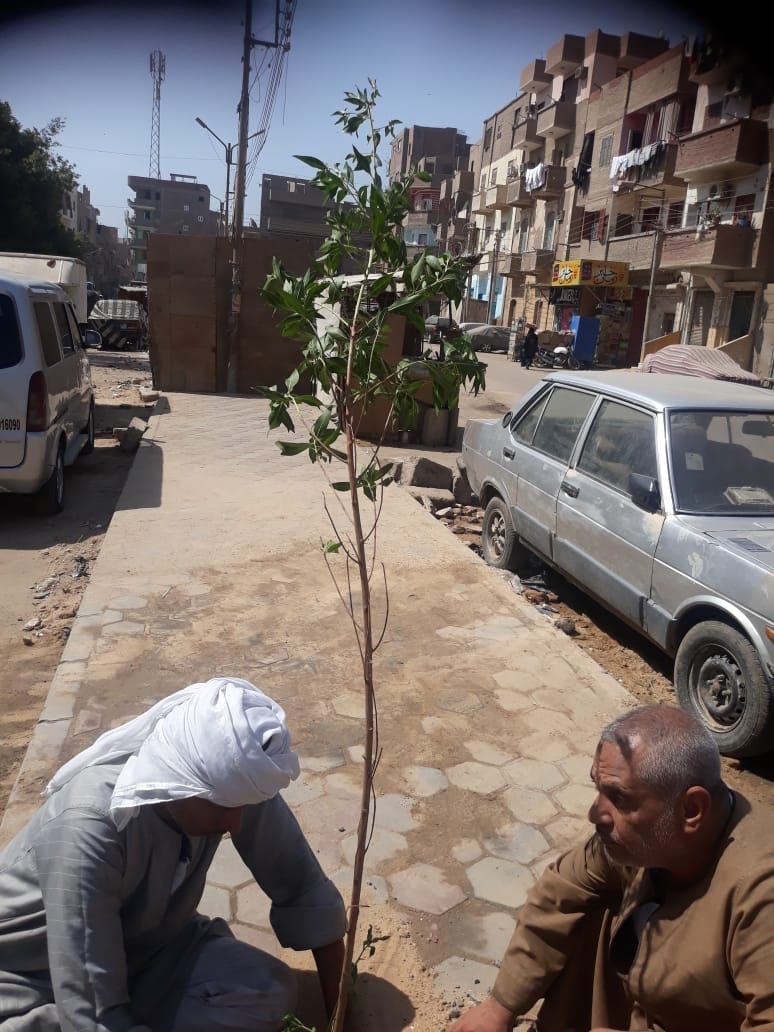 زراعة الاشجار في شوارع ابوتيج مشاركة في المبادرة الرئاسية 100 مليون شجرة