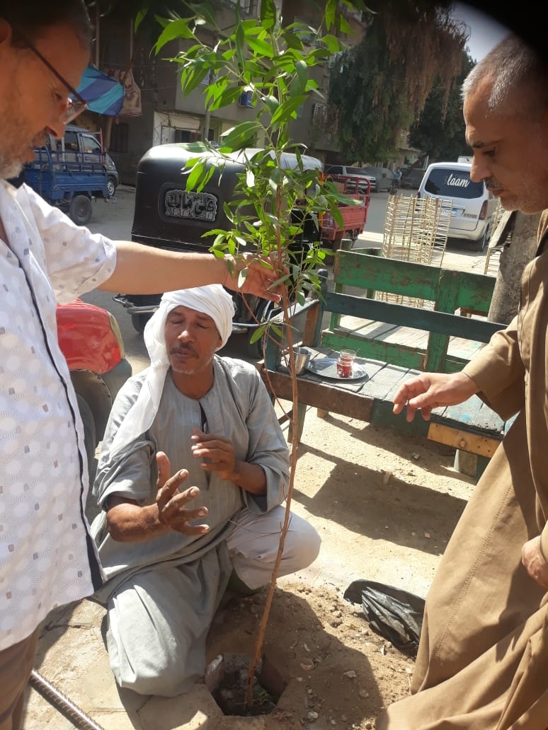 زراعة الاشجار في شوارع ابوتيج مشاركة في المبادرة الرئاسية 100 مليون شجرة