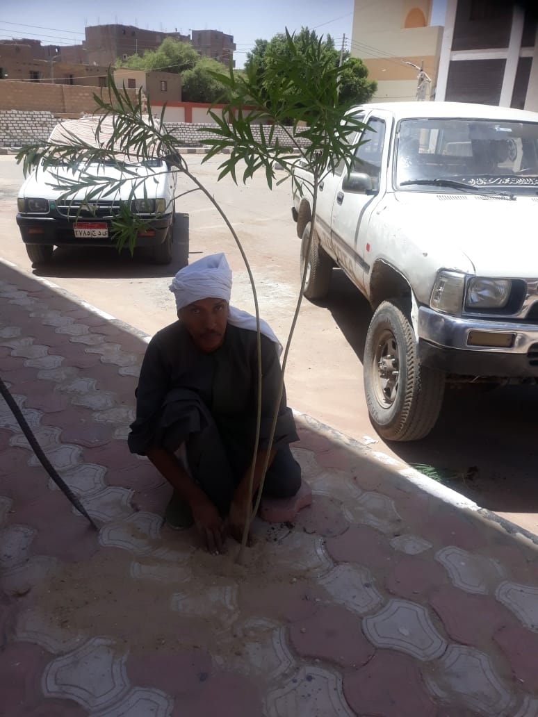 زراعة الاشجار في شوارع ابوتيج مشاركة في المبادرة الرئاسية 100 مليون شجرة
