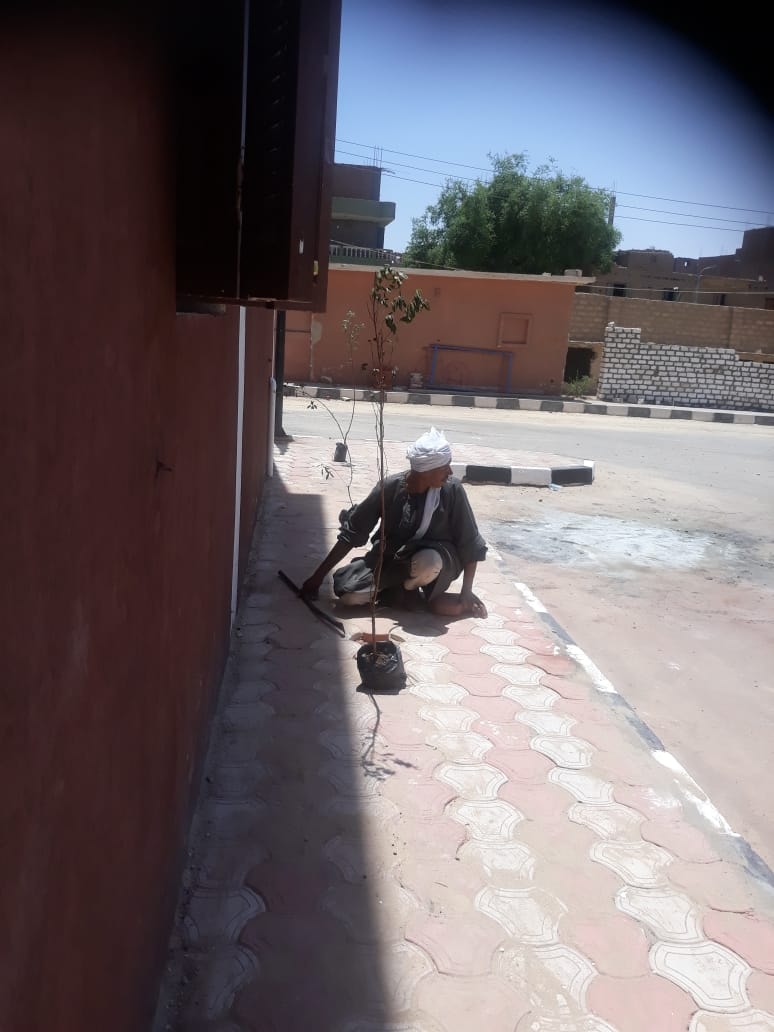 زراعة الاشجار في شوارع ابوتيج مشاركة في المبادرة الرئاسية 100 مليون شجرة