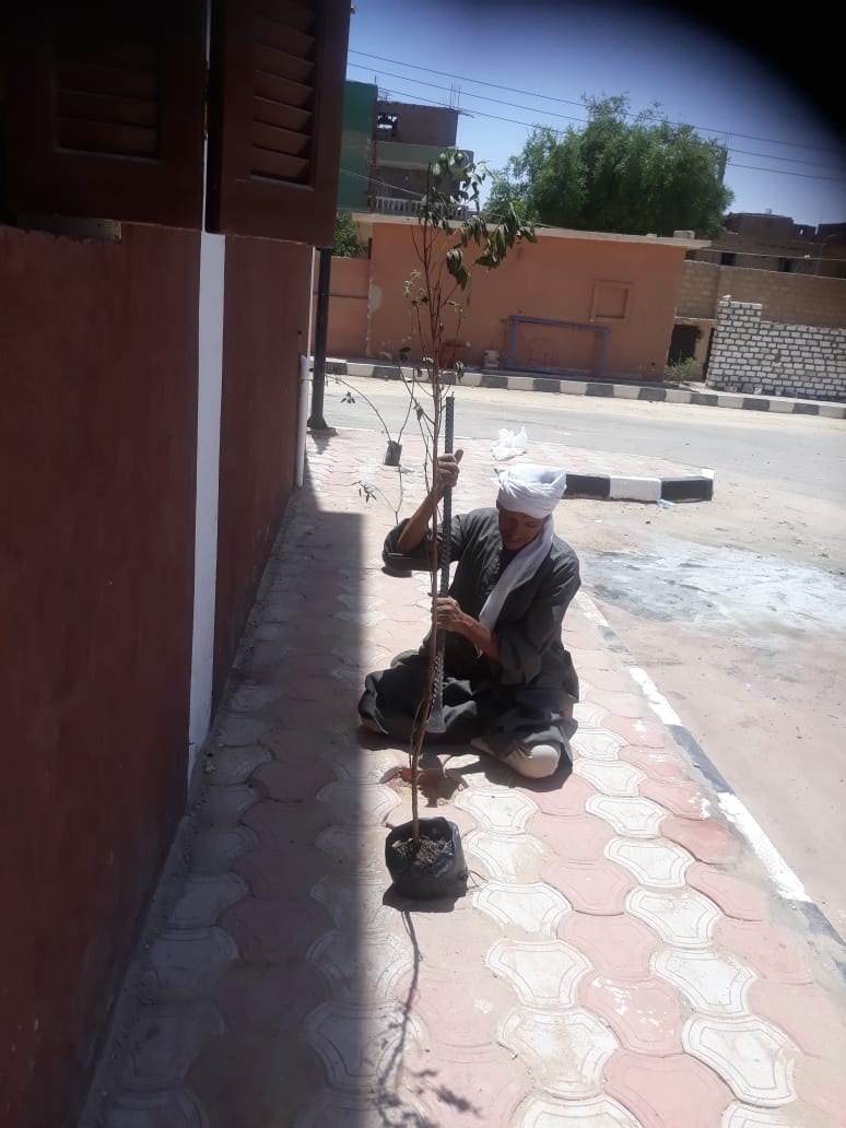 زراعة الاشجار في شوارع ابوتيج مشاركة في المبادرة الرئاسية 100 مليون شجرة