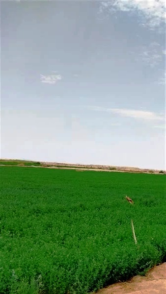 محافظ الوادي الجديد يطلق مبادرات الظهير الزراعي