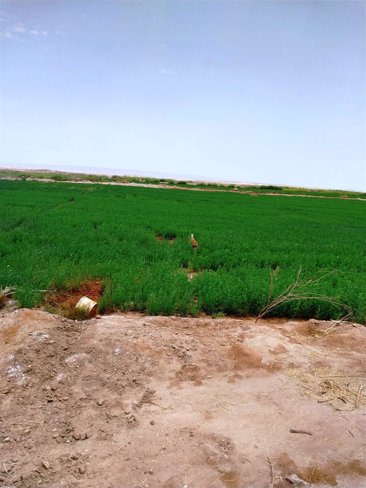 محافظ الوادي الجديد يطلق مبادرات الظهير الزراعي
