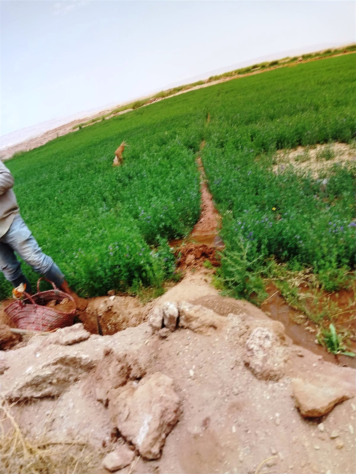 محافظ الوادي الجديد يطلق مبادرات الظهير الزراعي