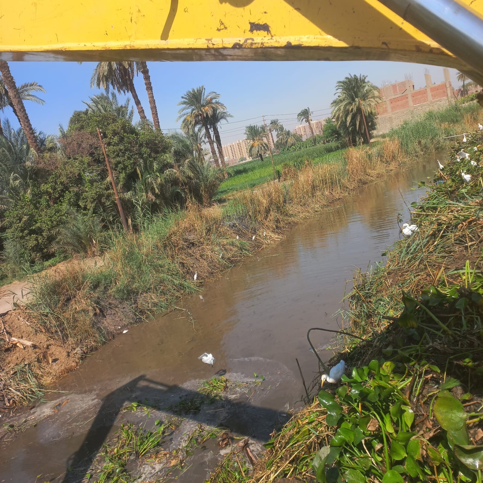 ري أبو تيج نزع الحشائش في فرع ساحل شطب وفرع ساحل المطيعة