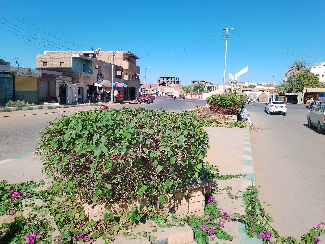 محلية الداخلة .. تقليم الأشجار والنخيل والزهور بمدينة موط