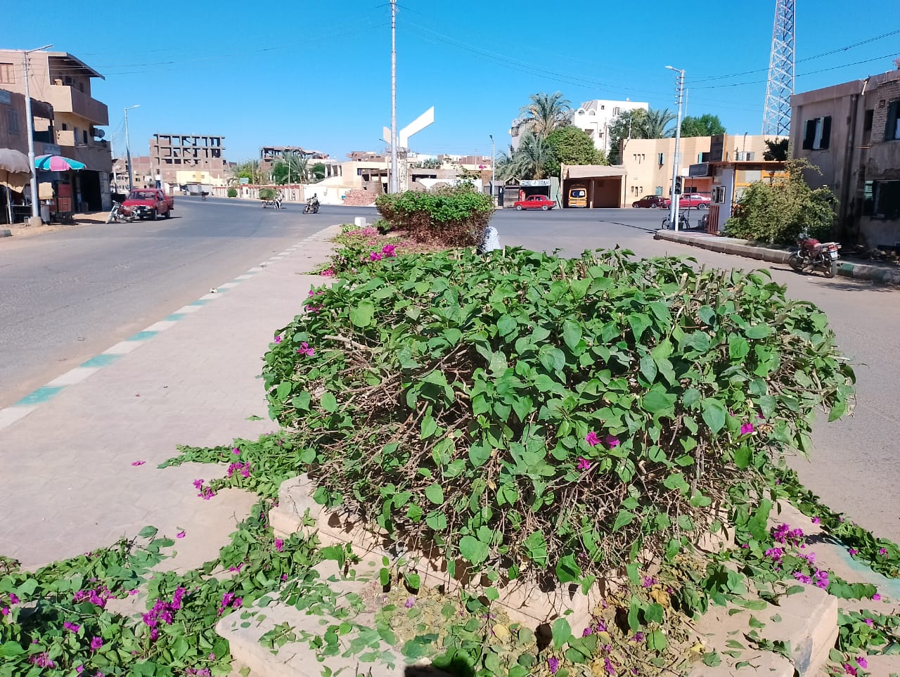 محلية الداخلة .. تقليم الأشجار والنخيل والزهور بمدينة موط