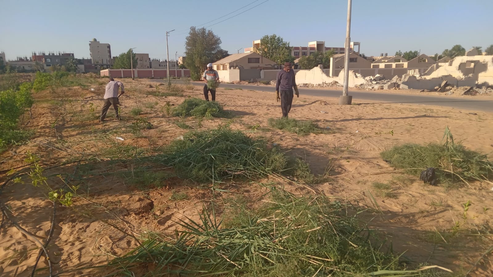 محلية الخارجة: إزالة النباتات العشوائية من حول أشجار الفاكهه في طريق باريس