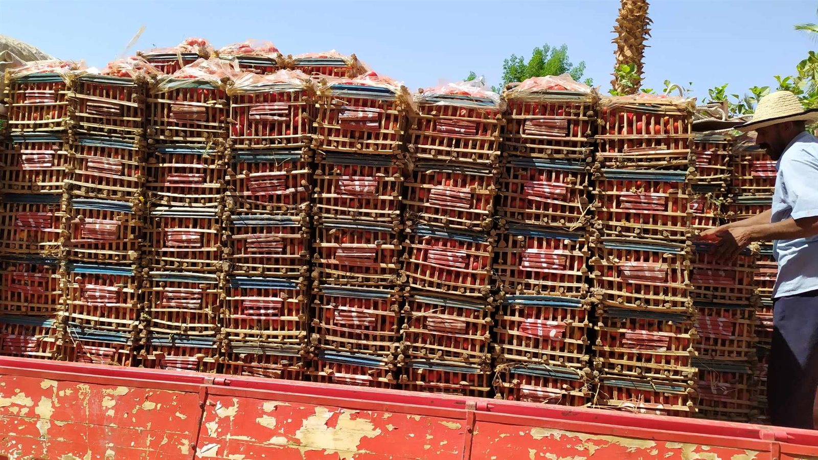 توفير الخضروات والفواكه بأسعار مخفضة في منافذ بيع الوحدة المحلية بالداخلة