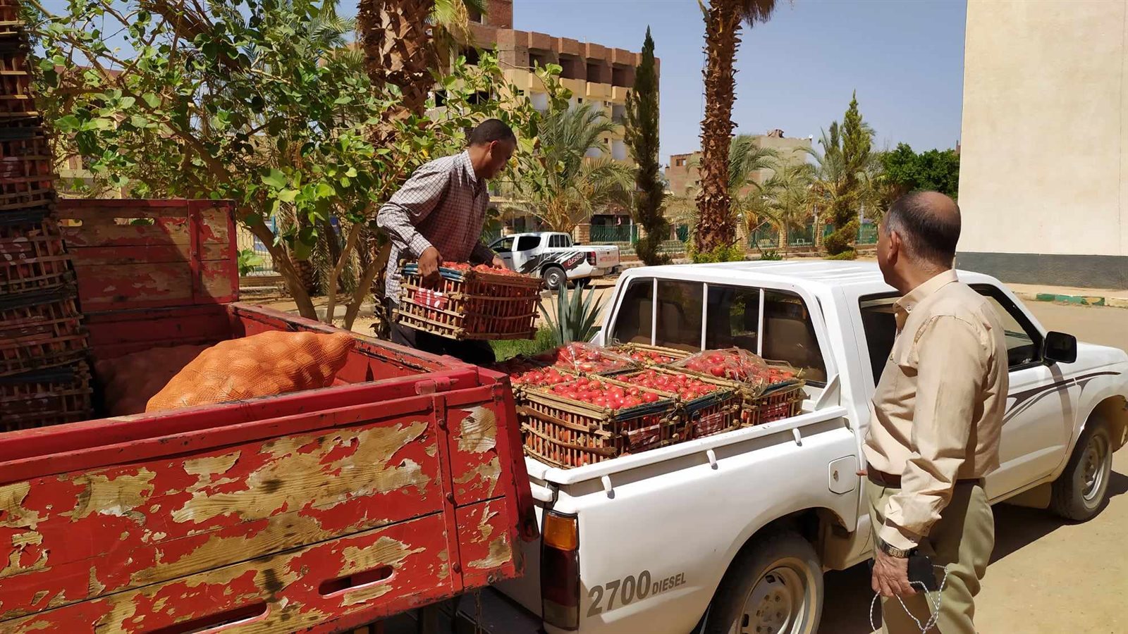 توفير الخضروات والفواكه بأسعار مخفضة في منافذ بيع الوحدة المحلية بالداخلة