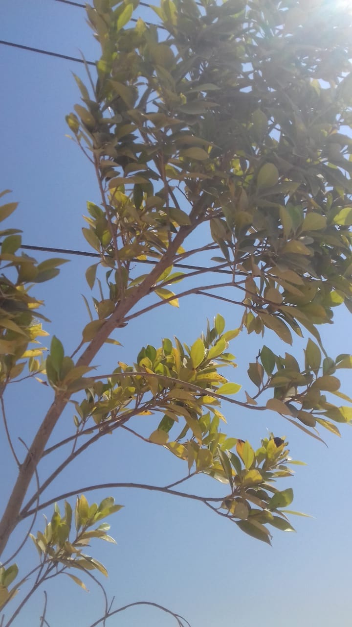 رى المسطح الاخضر بالمحطة الوسيطة للمخلفات الصلبة في دشلوط