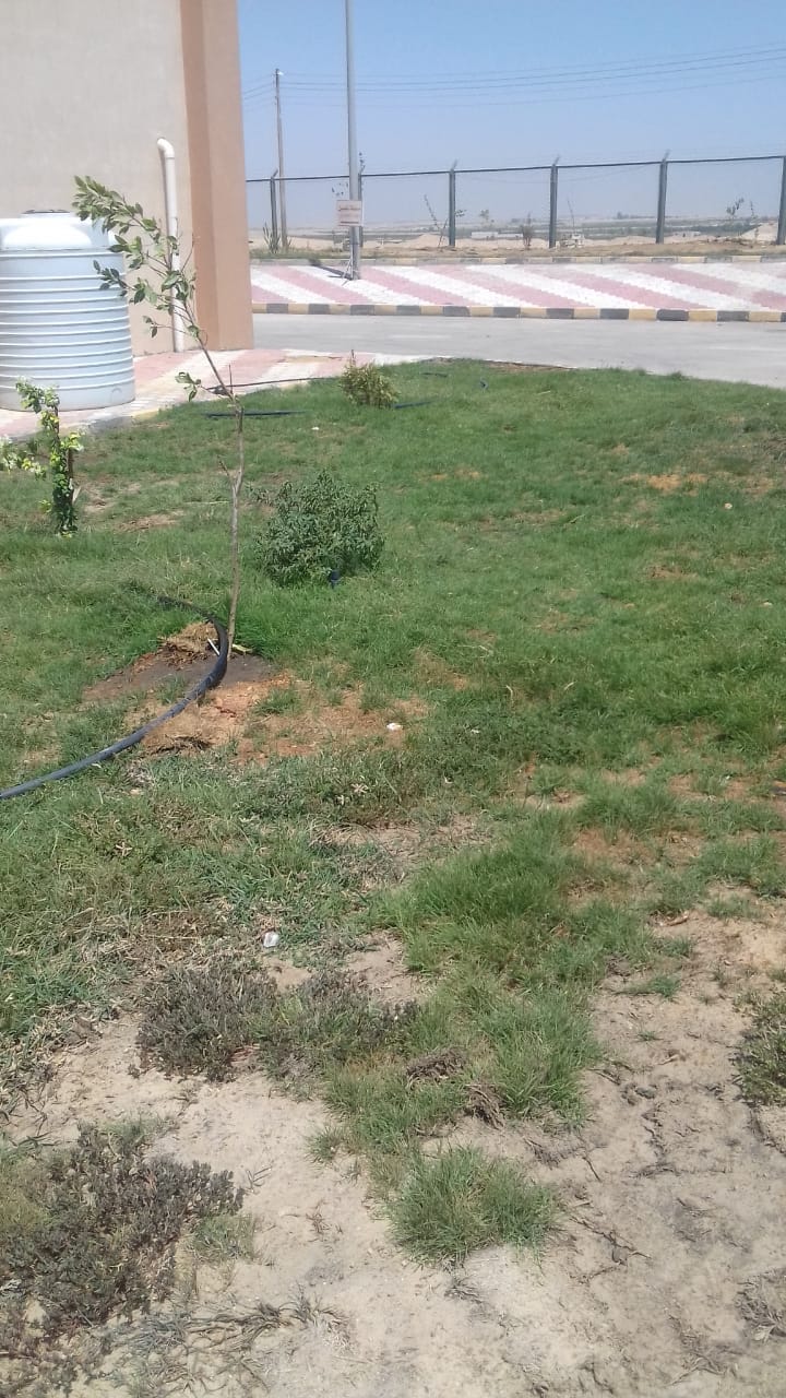 رى المسطح الاخضر بالمحطة الوسيطة للمخلفات الصلبة في دشلوط
