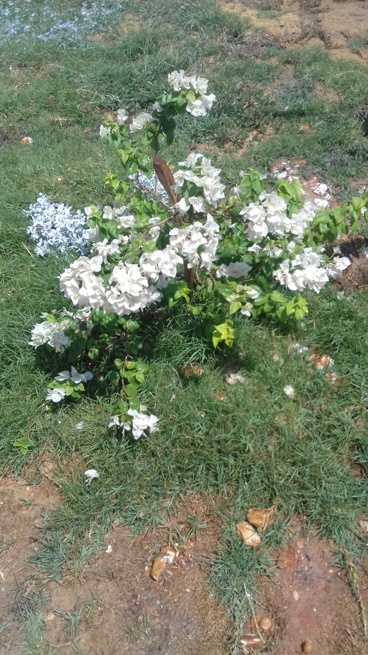 رى المسطح الاخضر بالمحطة الوسيطة للمخلفات الصلبة في دشلوط