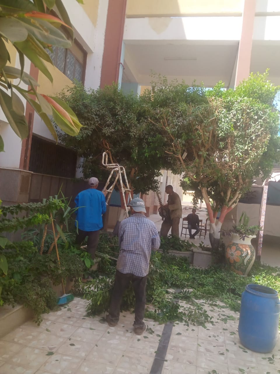 حي شرق اسيوط يقوم بتقليم وزراعة اشجار في مدرسه ناصر الثانوية بنين