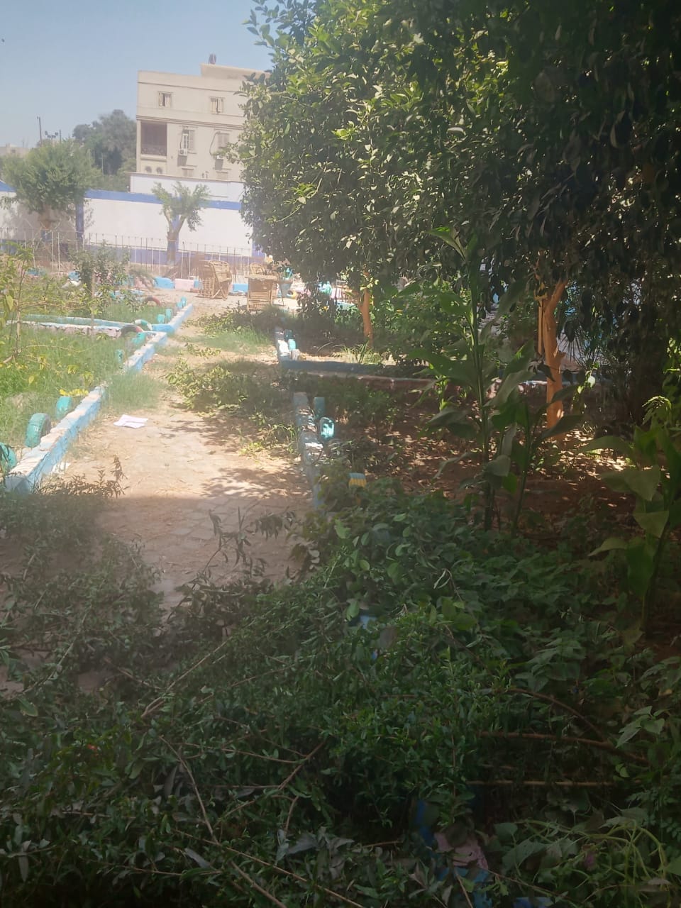 حي شرق اسيوط يقوم بتقليم وزراعة اشجار في مدرسه ناصر الثانوية بنين