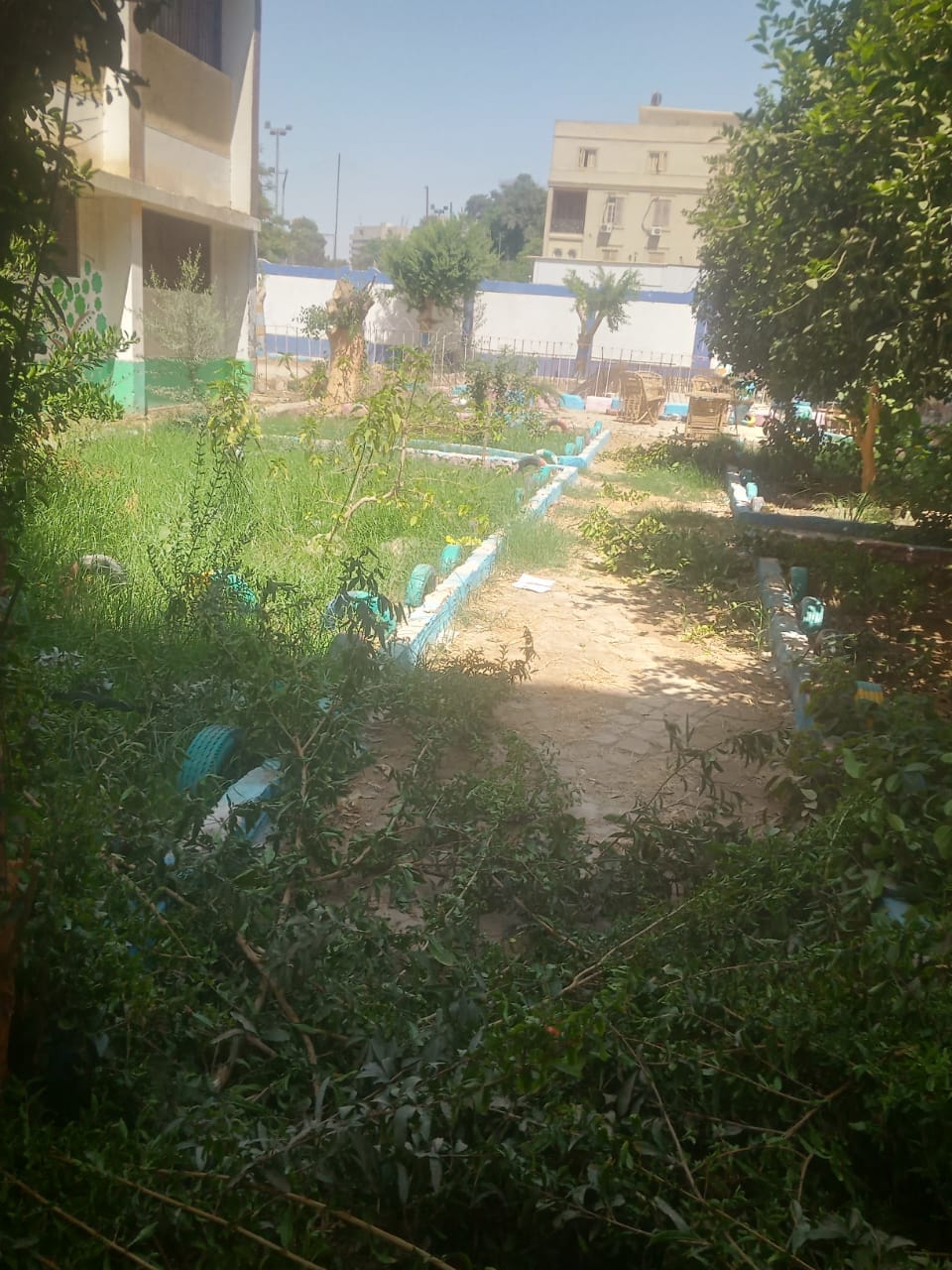حي شرق اسيوط يقوم بتقليم وزراعة اشجار في مدرسه ناصر الثانوية بنين