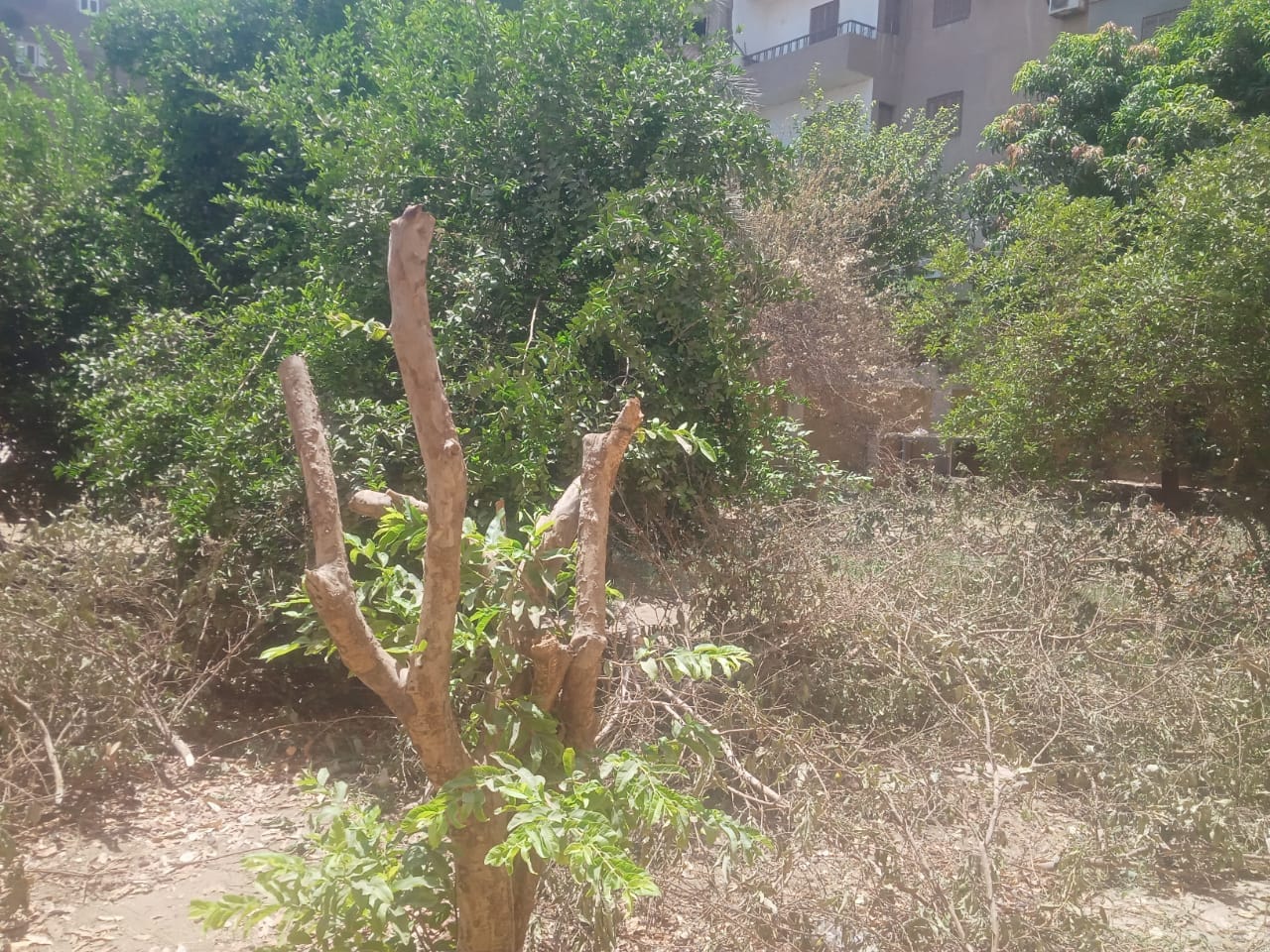 حي شرق اسيوط يقوم بتقليم وزراعة اشجار في مدرسه ناصر الثانوية بنين