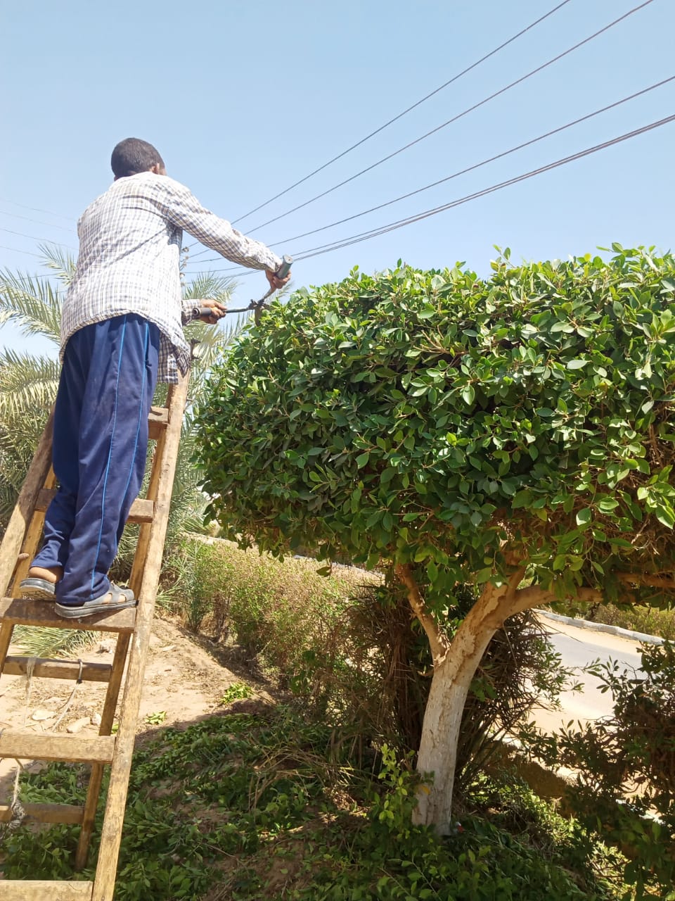حملة لقص وتقليم وتهذيب الاشجار الكثيفة بمركز الداخلة