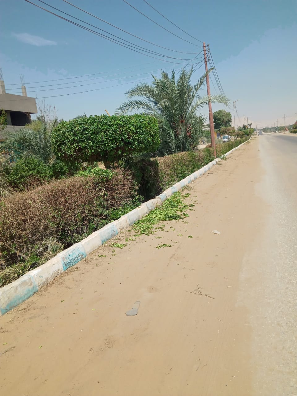 حملة لقص وتقليم وتهذيب الاشجار الكثيفة بمركز الداخلة