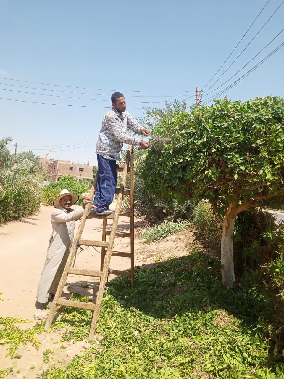حملة لقص وتقليم وتهذيب الاشجار الكثيفة بمركز الداخلة