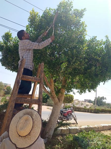 حملة لقص وتقليم وتهذيب الاشجار الكثيفة بمركز الداخلة