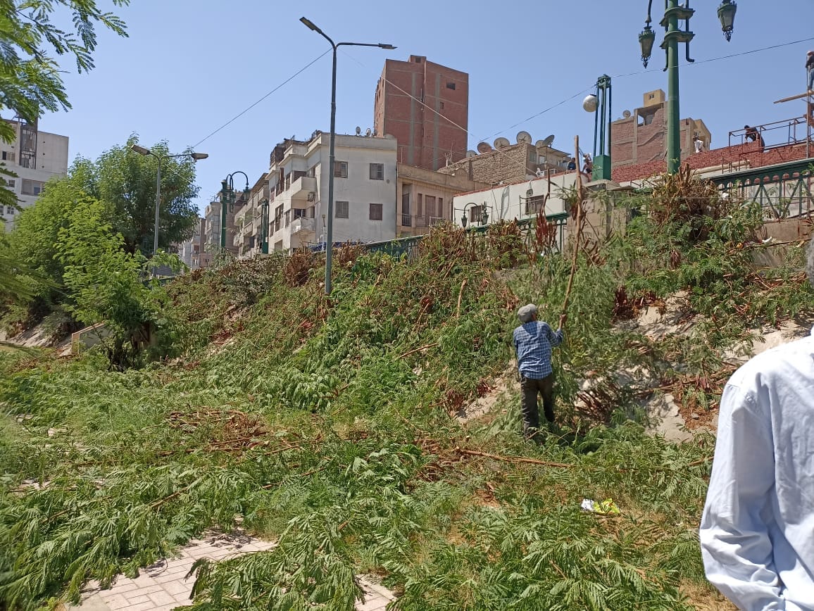 حملة لتقليم الأشجار وتحسين البيئة في حي شرق اسيوط