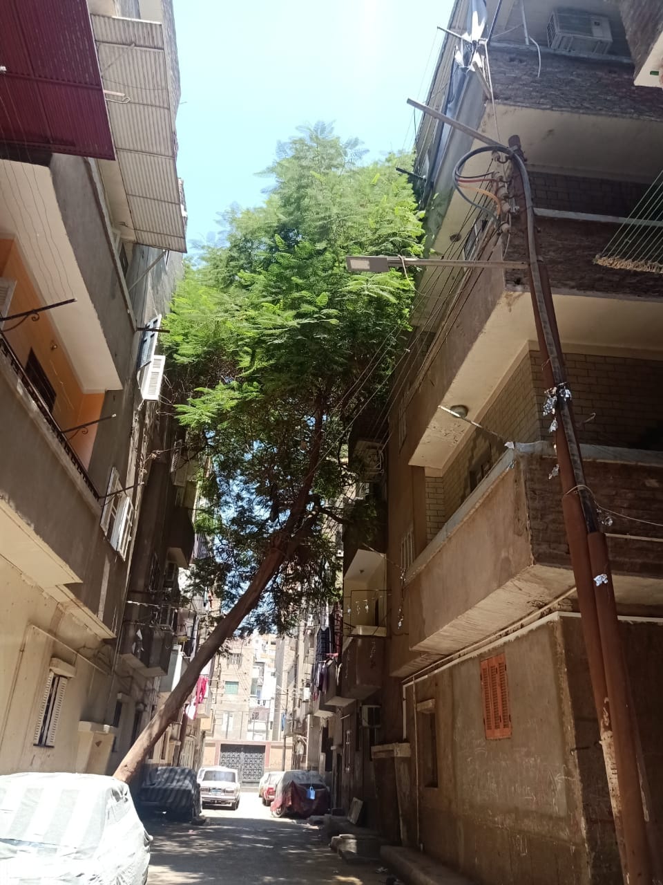 حملة لتقليم الأشجار وتحسين البيئة في حي شرق اسيوط