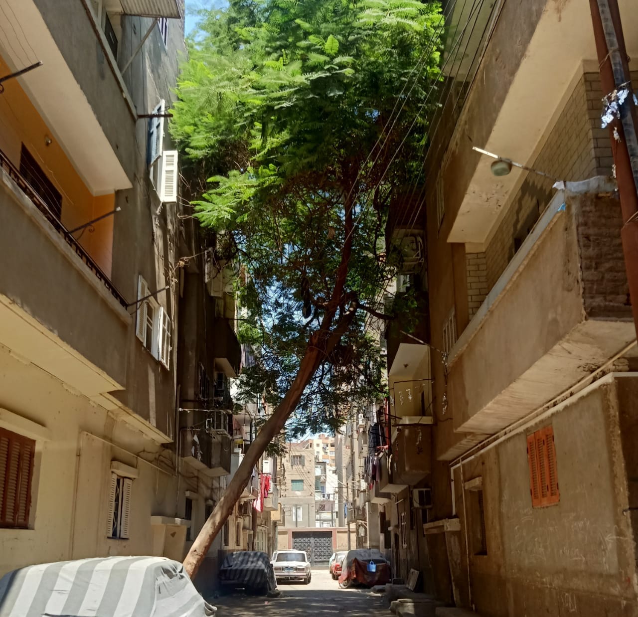 حملة لتقليم الأشجار وتحسين البيئة في حي شرق اسيوط