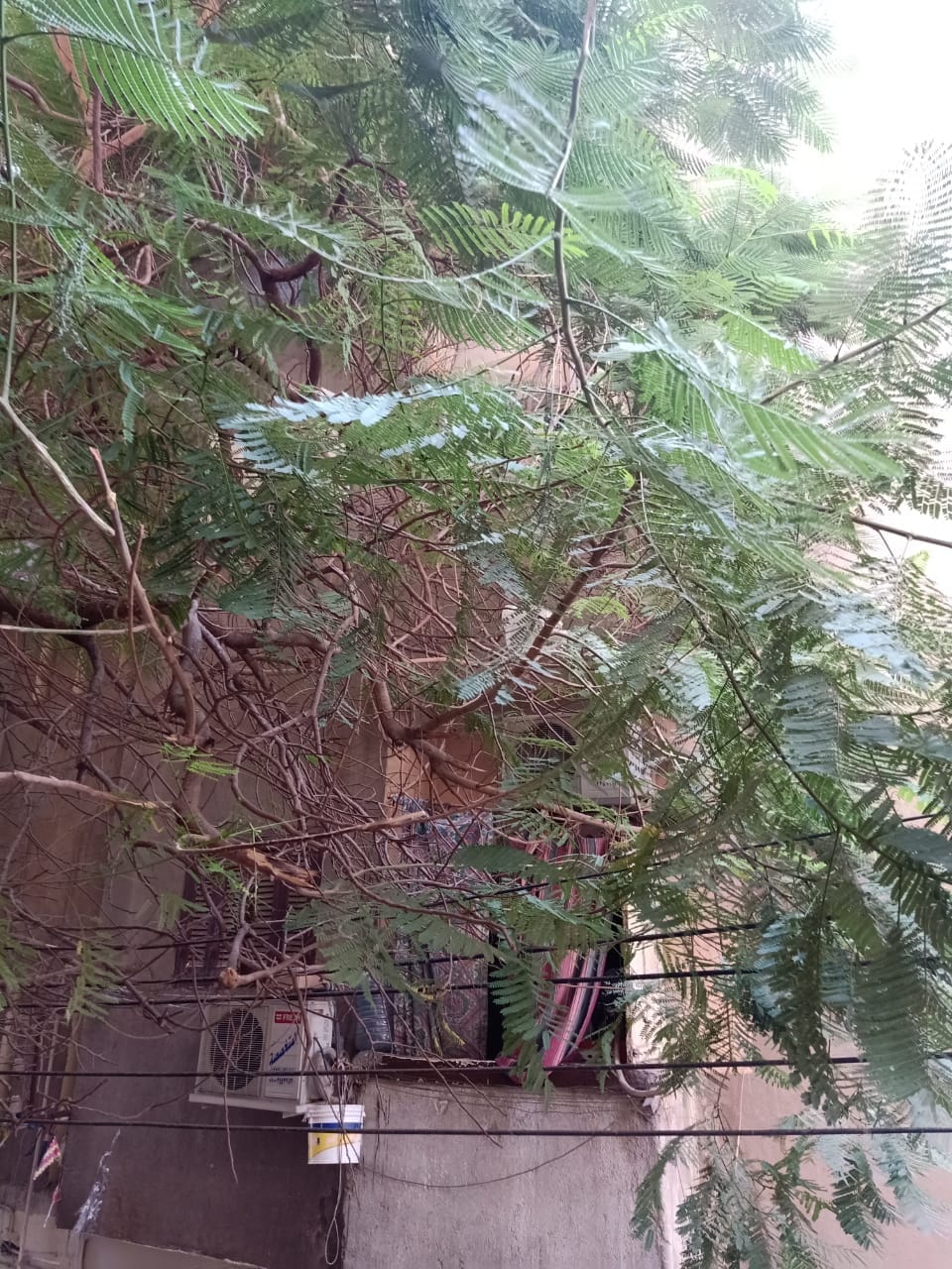 حملة لتقليم الأشجار وتحسين البيئة في حي شرق اسيوط