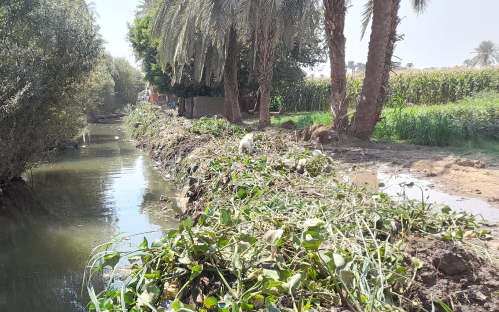 حملة لإزالة الحشائش لترع كوم الزرزور و قصر حيد وفرع زعبرة باسيوط