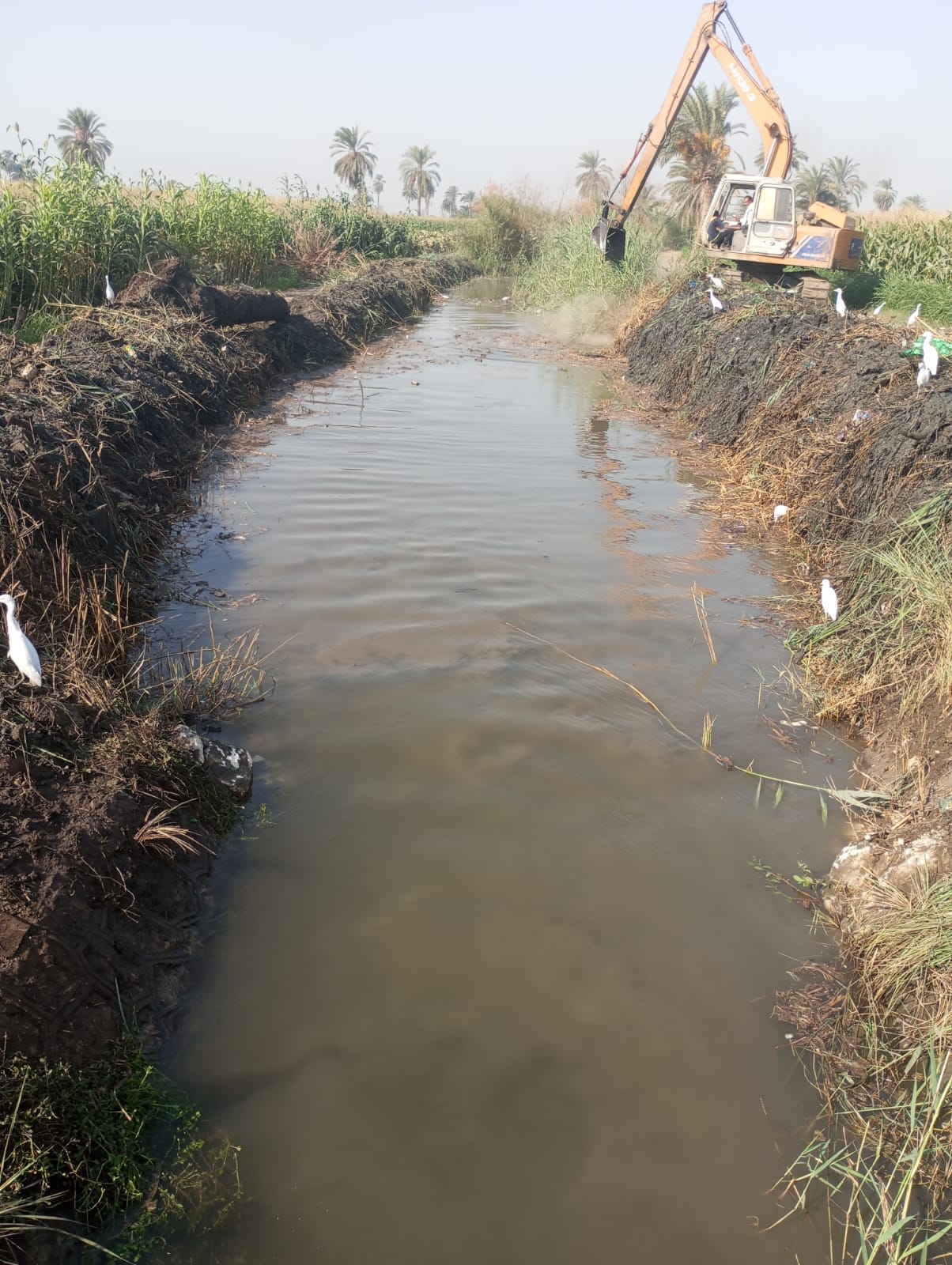 حملة لإزالة الحشائش لترع كوم الزرزور و قصر حيد وفرع زعبرة باسيوط