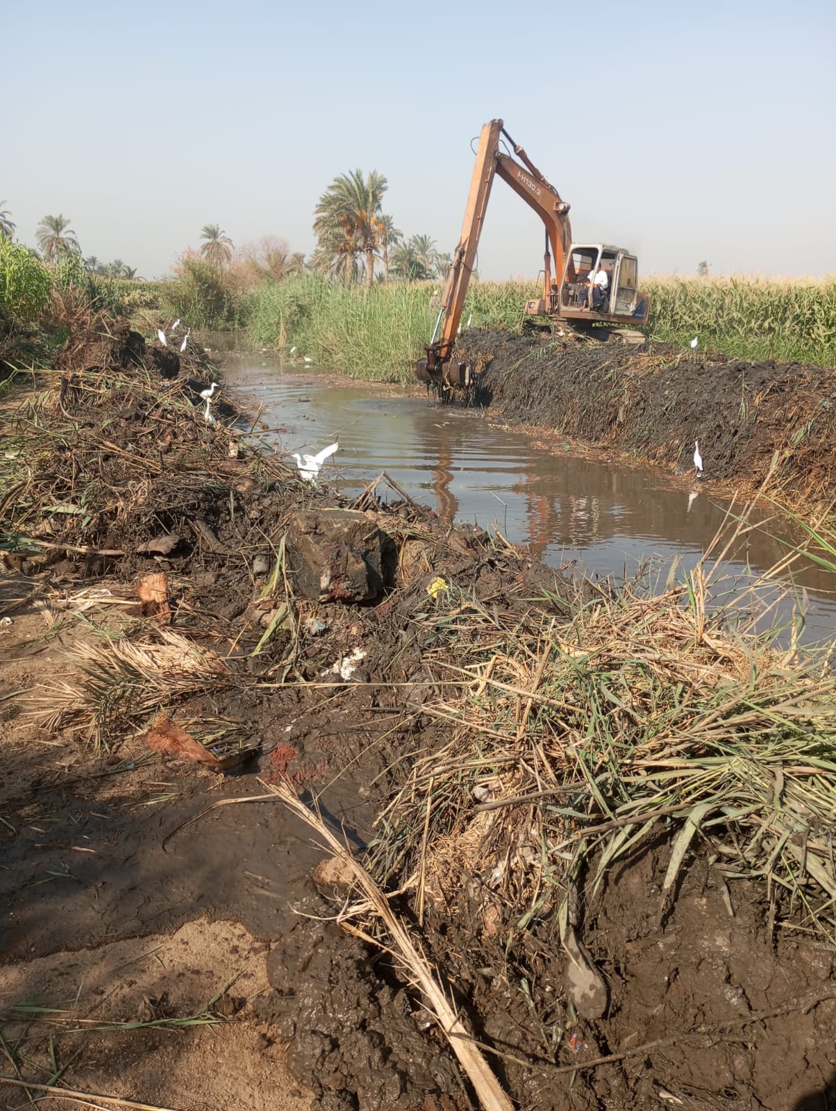 حملة لإزالة الحشائش لترع كوم الزرزور و قصر حيد وفرع زعبرة باسيوط