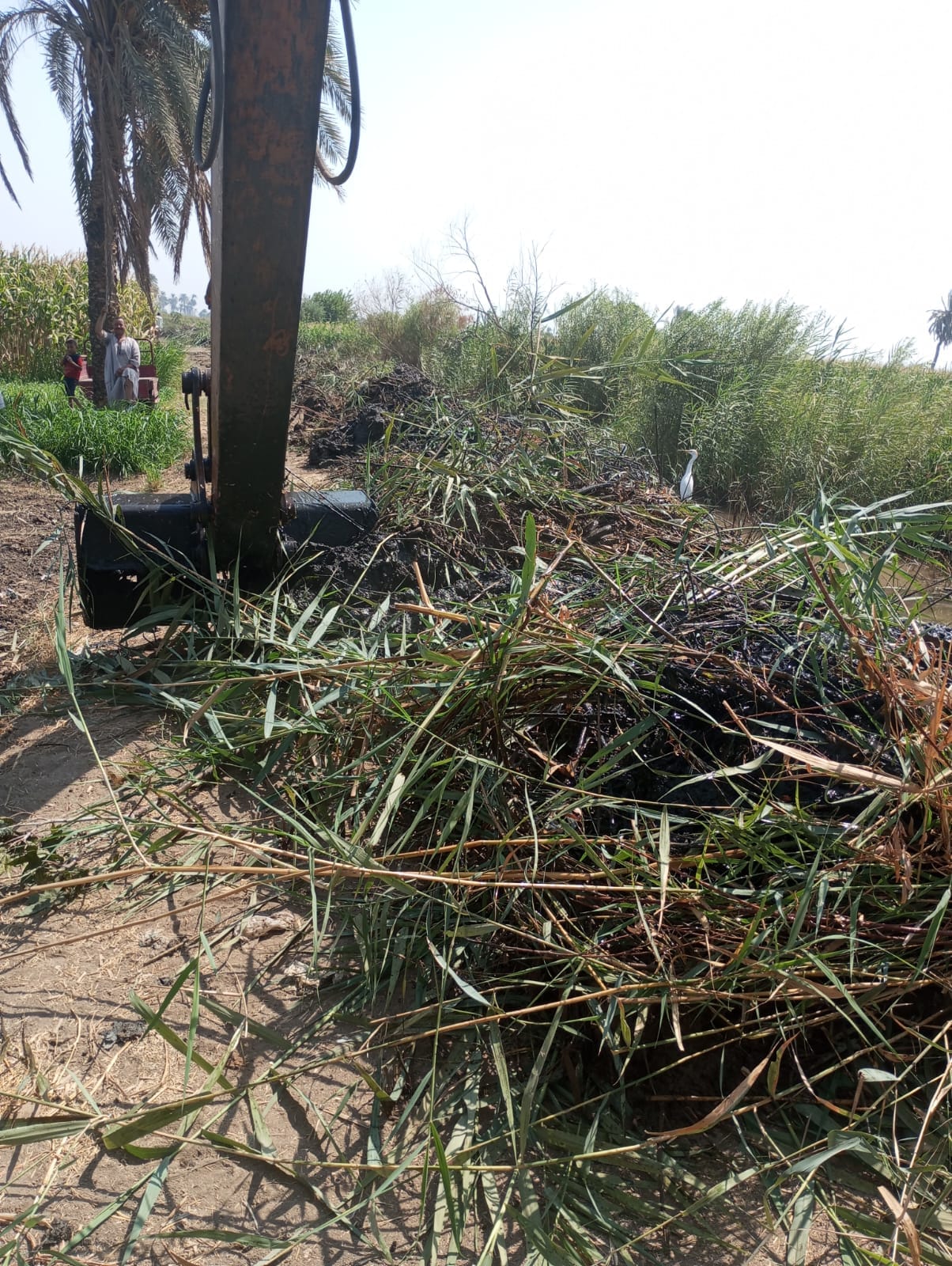 حملة لإزالة الحشائش لترع كوم الزرزور و قصر حيد وفرع زعبرة باسيوط