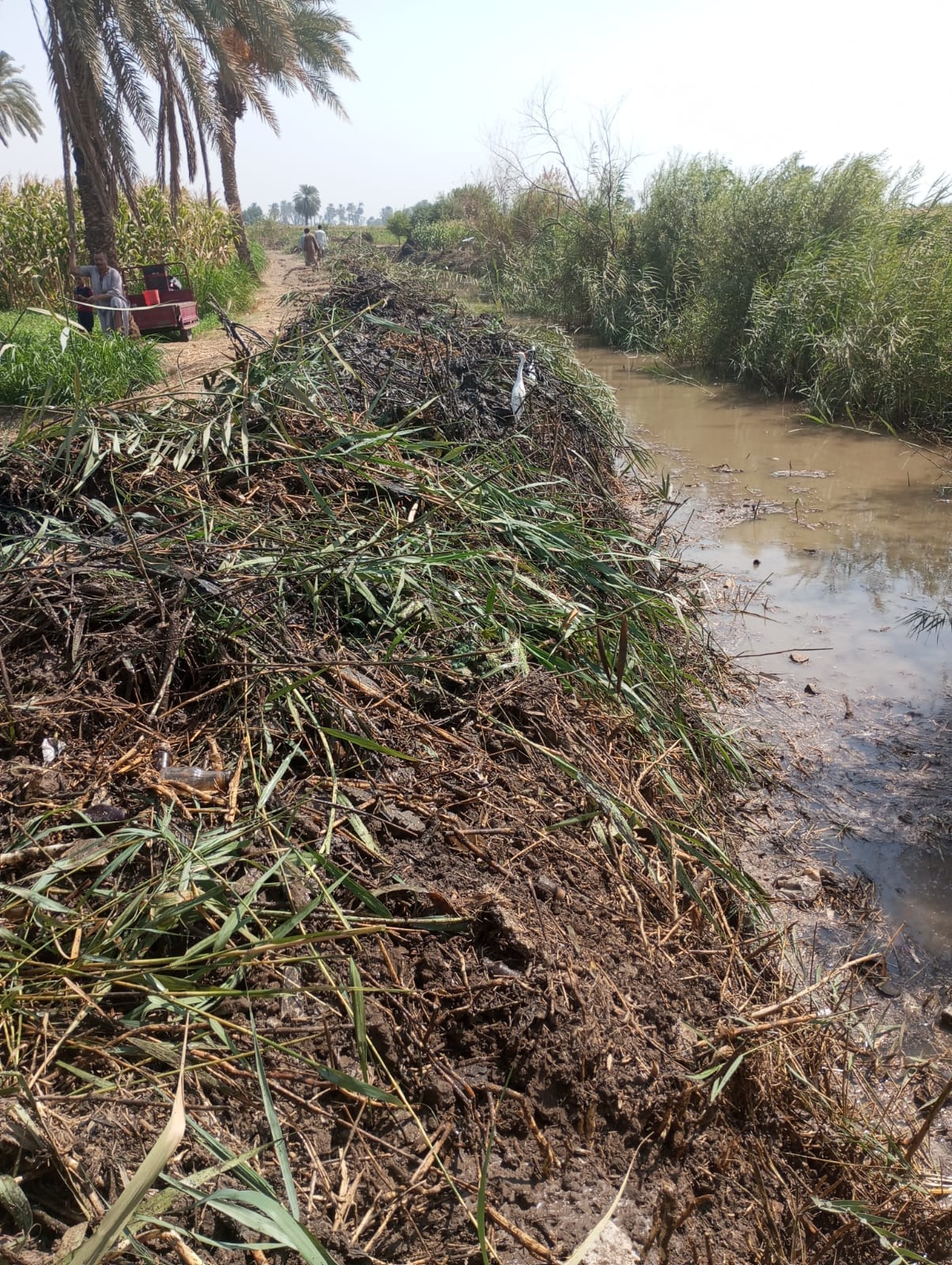 حملة لإزالة الحشائش لترع كوم الزرزور و قصر حيد وفرع زعبرة باسيوط