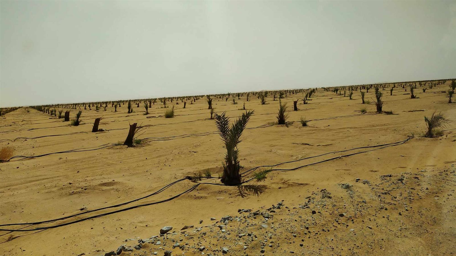 رئيس مركز ومدينة الداخلة يتفقد مشروع وقف النخيل مساحتة 3000 فدان