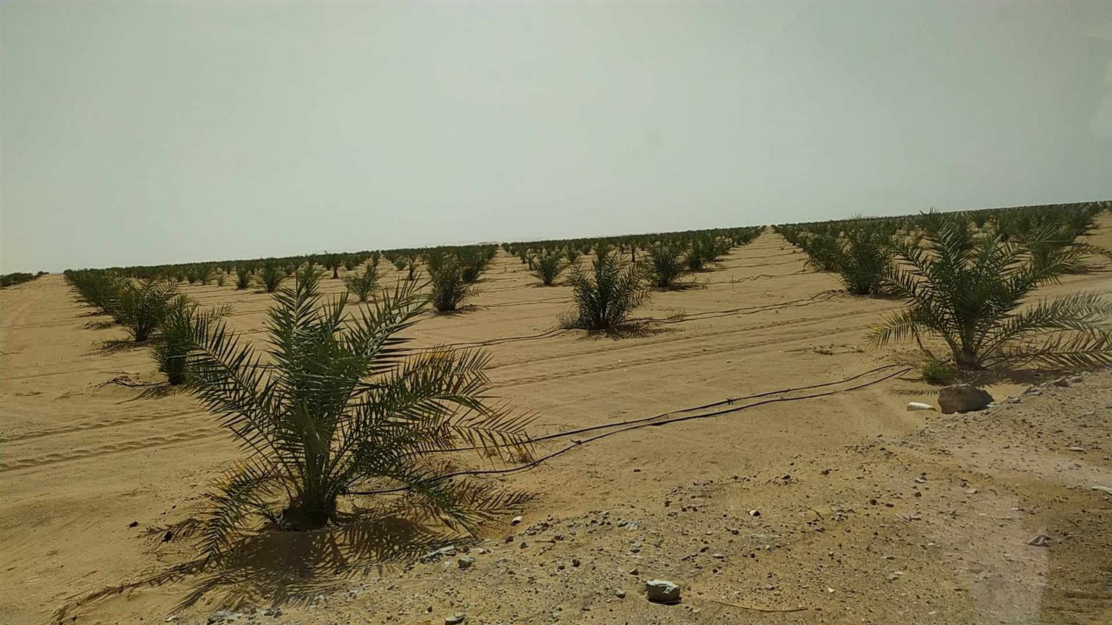 رئيس مركز ومدينة الداخلة يتفقد مشروع وقف النخيل مساحتة 3000 فدان