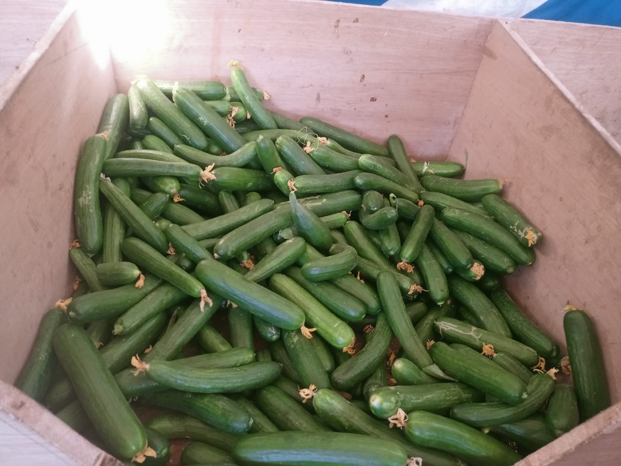 محافظة الوادي الجديد تستمر في طرح الدواجن والخضروات والفاكهة بأسعار مخفضة للمواطنين