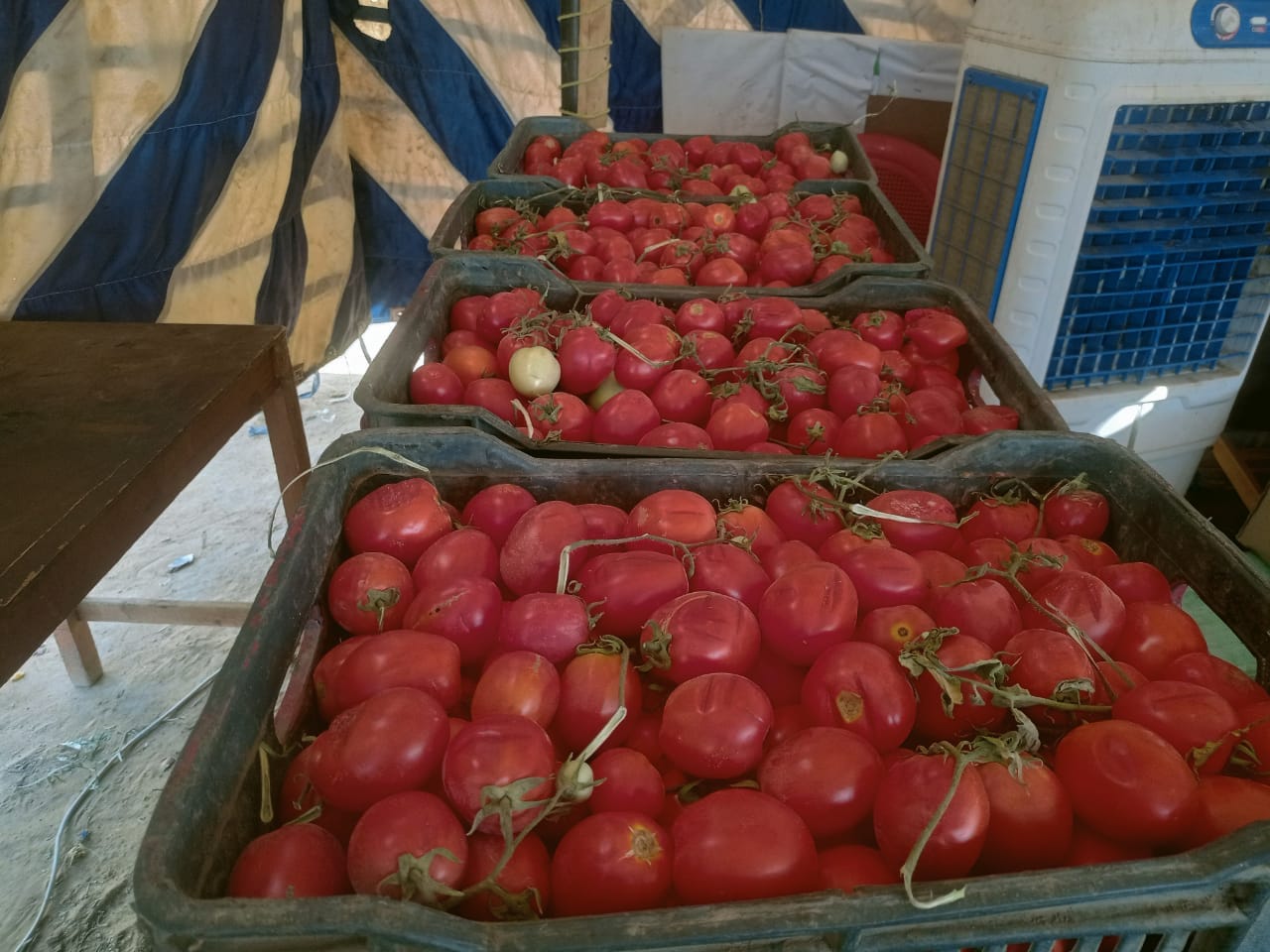 محافظة الوادي الجديد تستمر في طرح الدواجن والخضروات والفاكهة بأسعار مخفضة للمواطنين