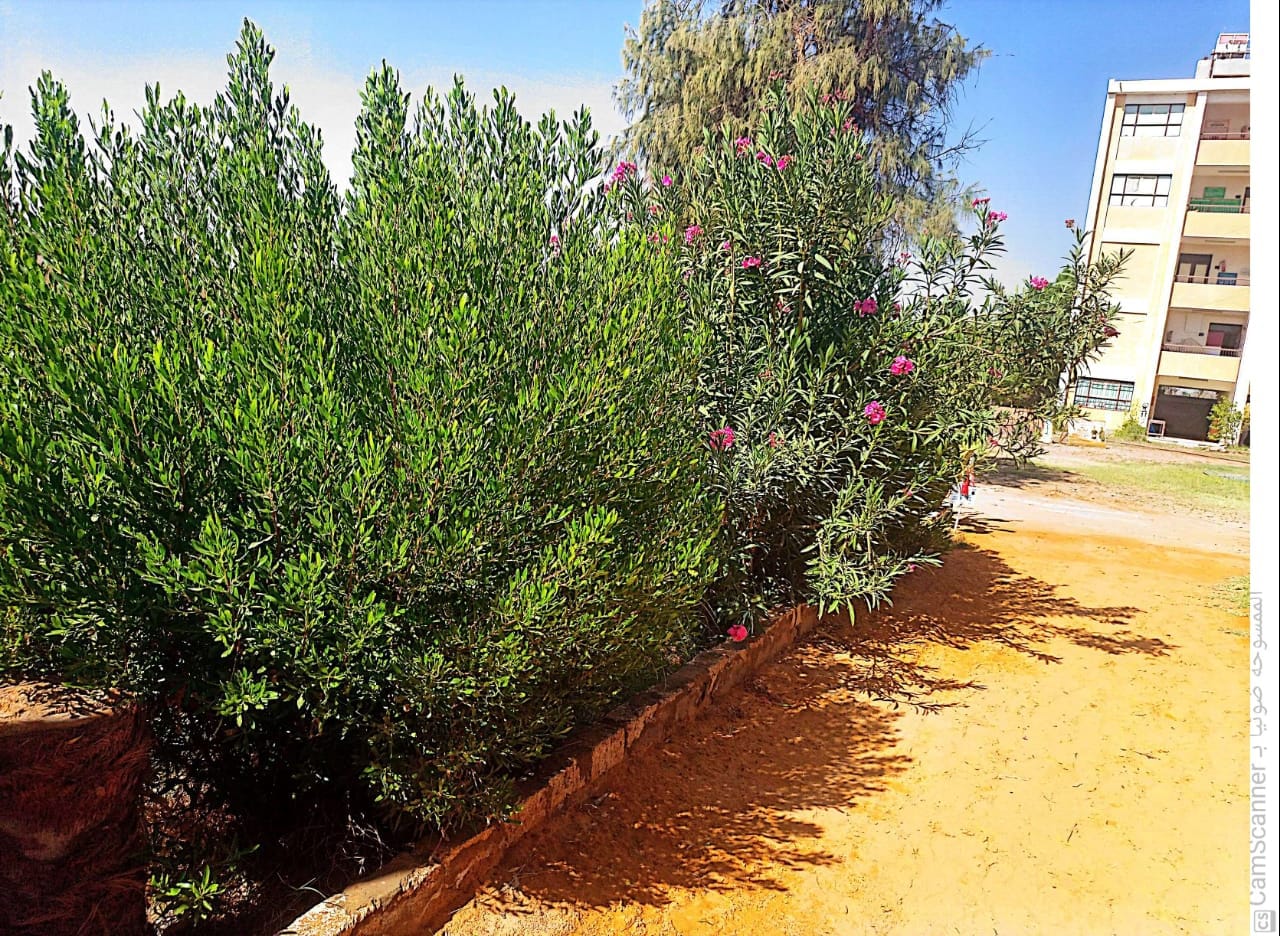 وكيل التعليم بالوادي الجديد يتابع استعدادات بلاط التعليمية لاستقبال العام الدراسي الجديد