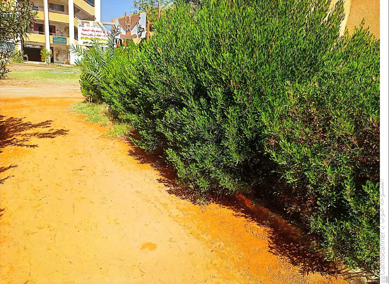 وكيل التعليم بالوادي الجديد يتابع استعدادات بلاط التعليمية لاستقبال العام الدراسي الجديد