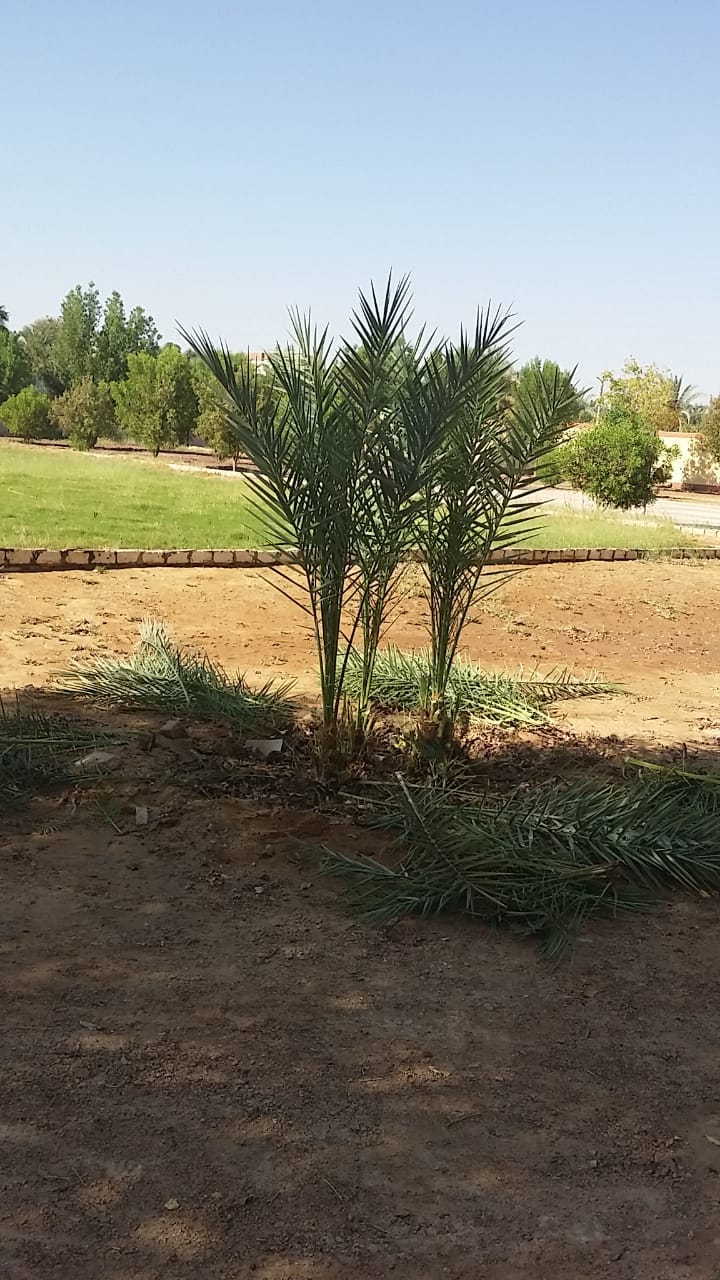  إدارة الداخلة التعليمية تتابع جاهزية مدارسها لإستقبال العام الدراسى الجديد