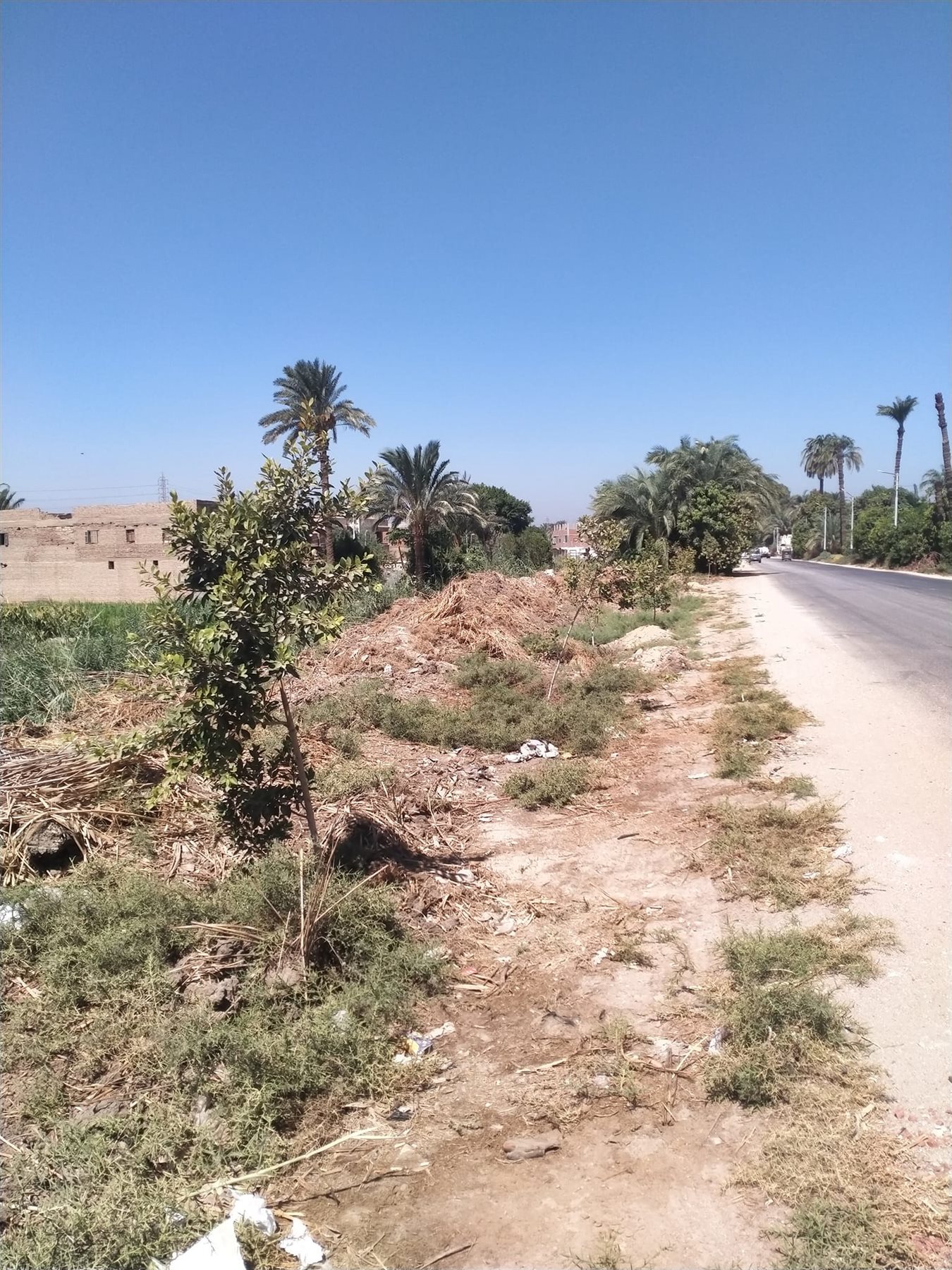 حملة لقص وتنظيف الأشجار والاهتمام بها للحفاظ على مظهرها وجمالها بالبداري