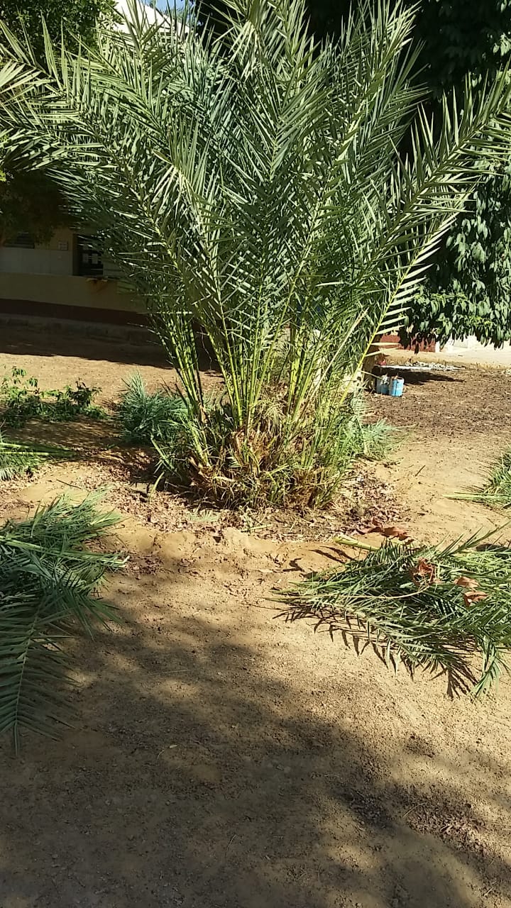 وكيل التعليم بالوادي الجديد يتابع استعدادات إدارة الداخلة التعليمية وجاهزيتها للعام الجديد