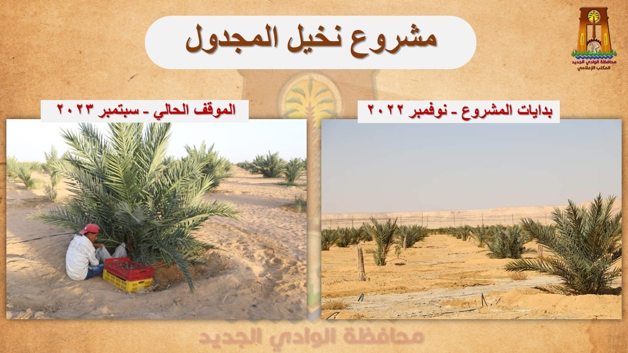 محافظ الوادي الجديد يتفقّد مشروع زراعي متميز لإنتاج 