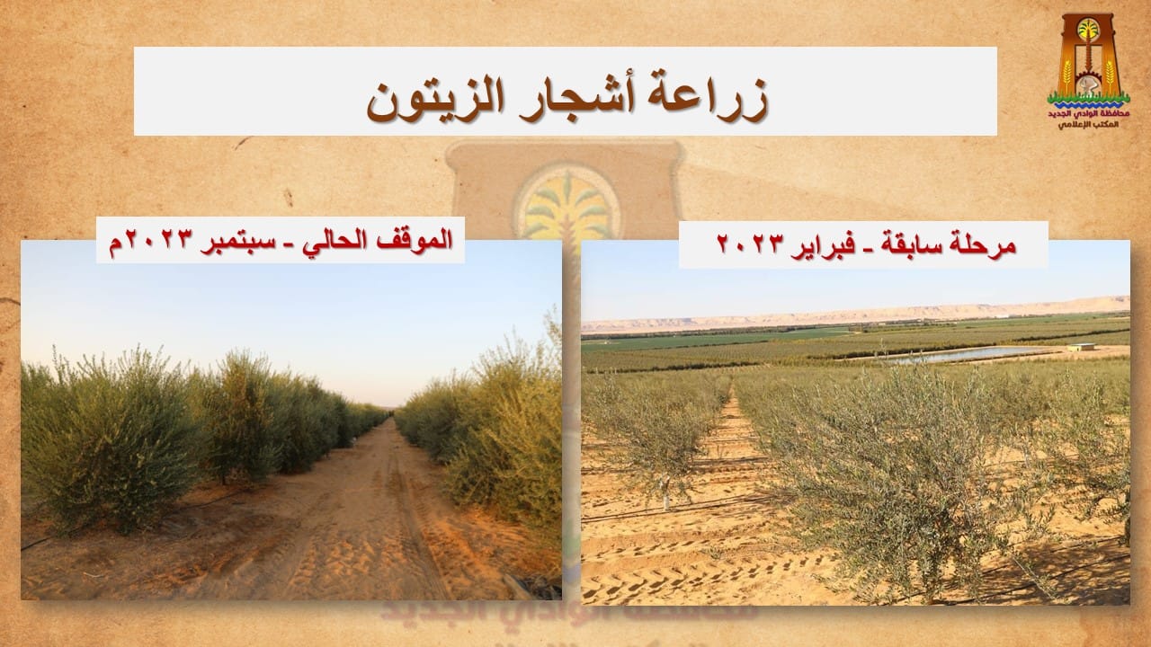 محافظ الوادي الجديد نحظى بوفرة وجودة عالية في إنتاج المحاصيل المختلفة