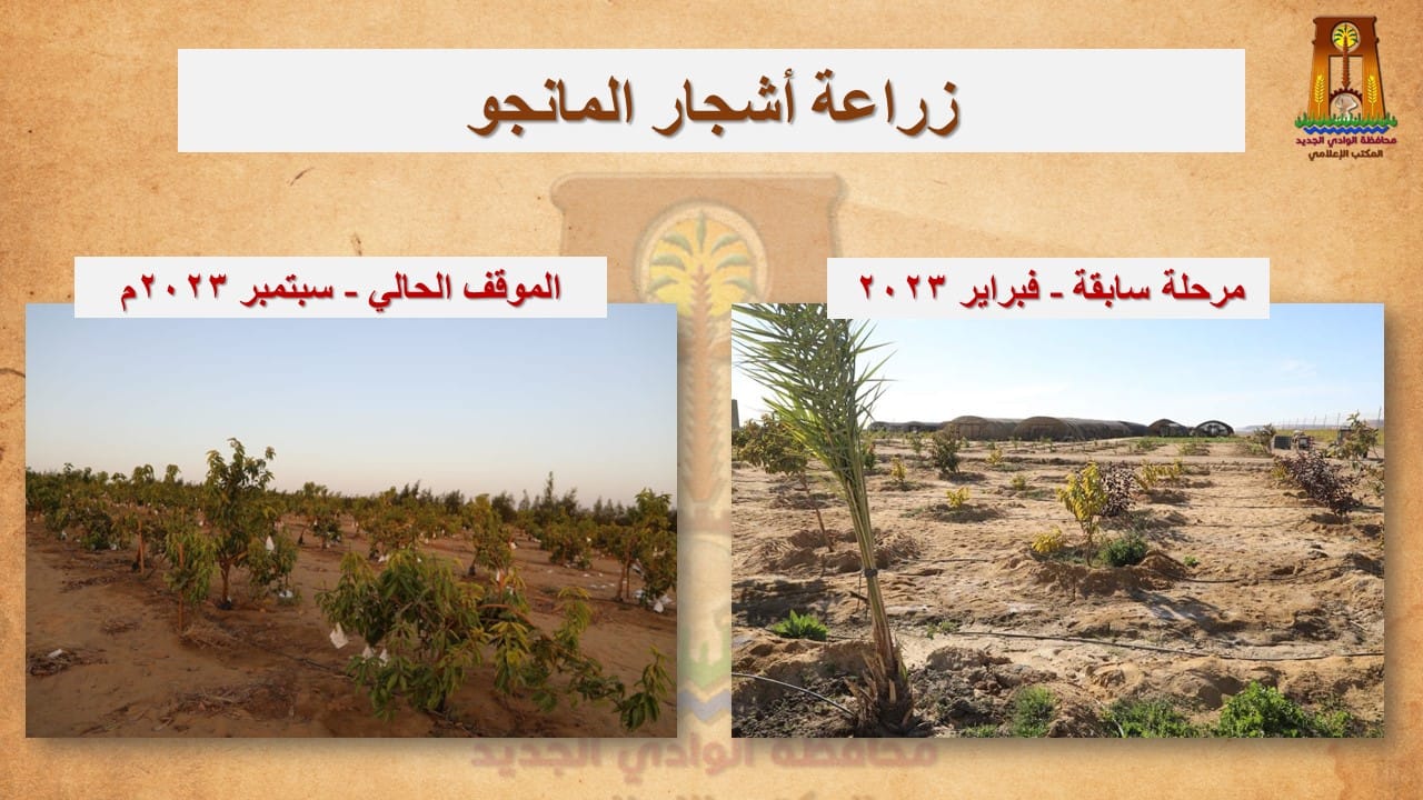 محافظ الوادي الجديد نحظى بوفرة وجودة عالية في إنتاج المحاصيل المختلفة